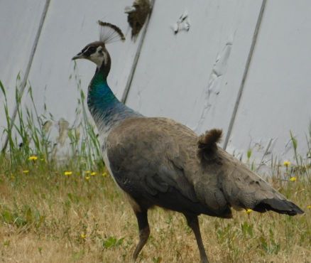 [Picture of Peacock roaming Main St]